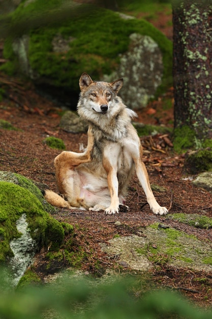 Hermoso y esquivo lobo euroasiático en el colorido verano