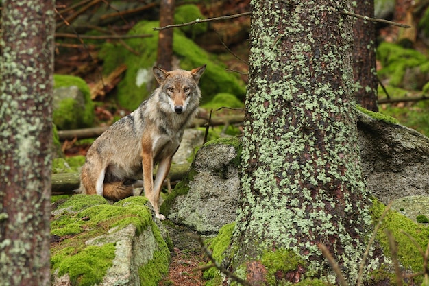 Hermoso y esquivo lobo euroasiático en el colorido verano