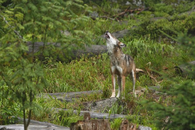 Hermoso y esquivo lobo euroasiático en el colorido verano