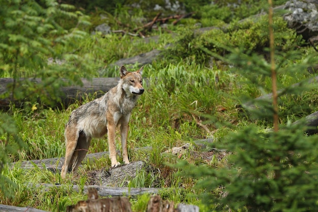 Foto gratuita hermoso y esquivo lobo euroasiático en el colorido verano