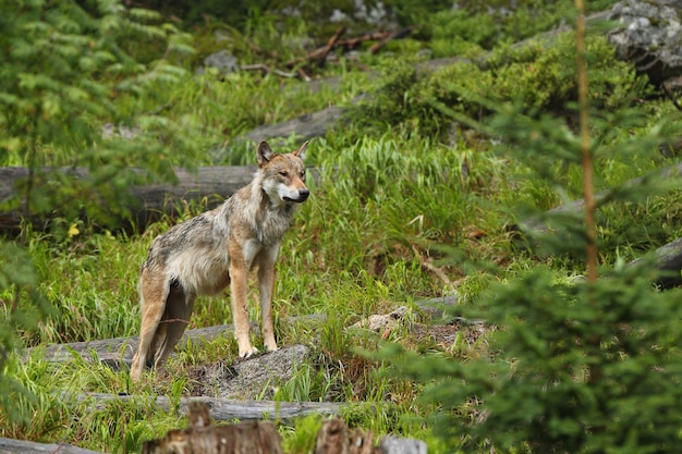 Hermoso y esquivo lobo euroasiático en el colorido verano