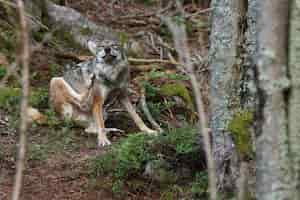 Foto gratuita hermoso y esquivo lobo euroasiático en el colorido verano