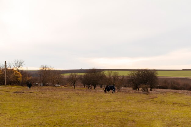 Hermoso establo de finca rural