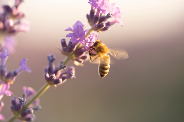 Hermoso fondo de campo de lavanda