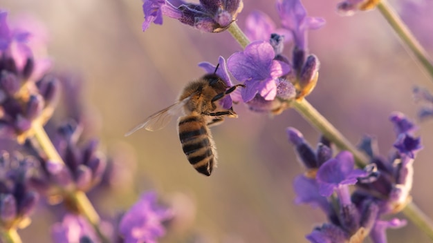 Hermoso fondo de campo de lavanda