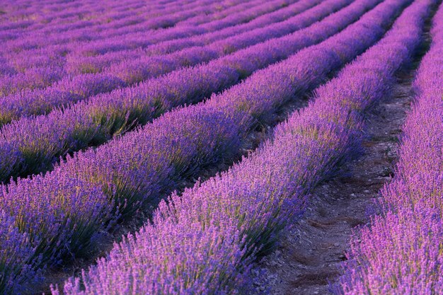 Hermoso fondo de campo de lavanda