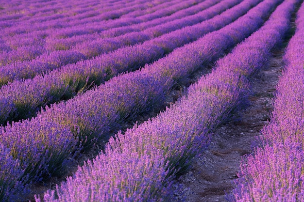 Hermoso fondo de campo de lavanda