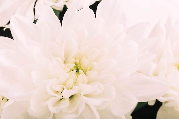 Hermoso fondo de flores de gerbera