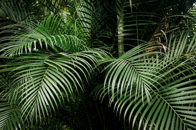 Hermoso fondo de hojas tropicales