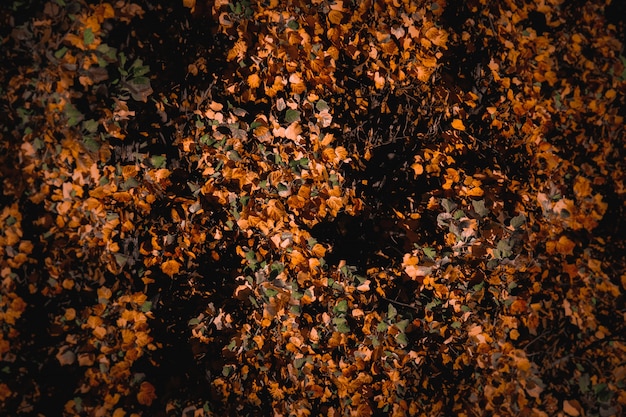 Hermoso fondo de un paisaje otoñal con coloridas hojas secas