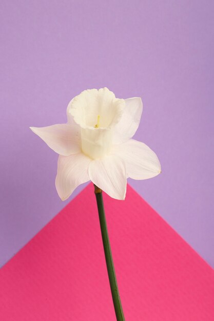 Hermoso fondo de pantalla de primavera con narciso blanco