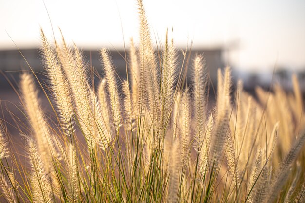 Hermoso fondo de las plantas de campo en el amanecer.