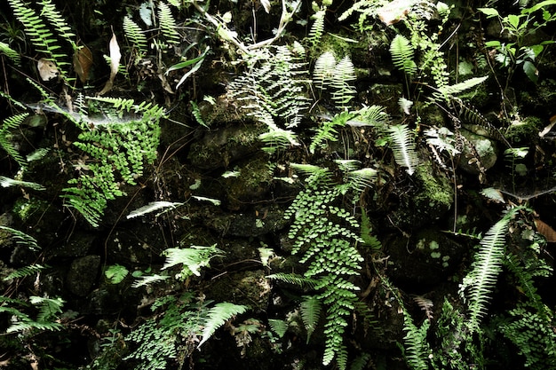 Foto gratuita hermoso fondo de vegetación tropical