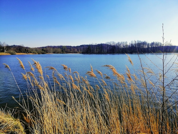 Hermoso; Foto de caña común en la orilla del lago en Jelenia Góra, Polonia.