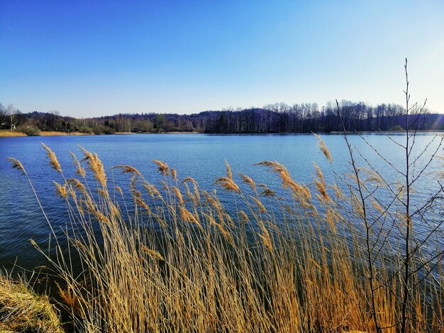 Hermoso; Foto de caña común en la orilla del lago en Jelenia Góra, Polonia.