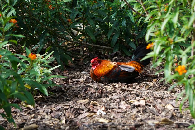 Hermoso gallo descansando en el jardín