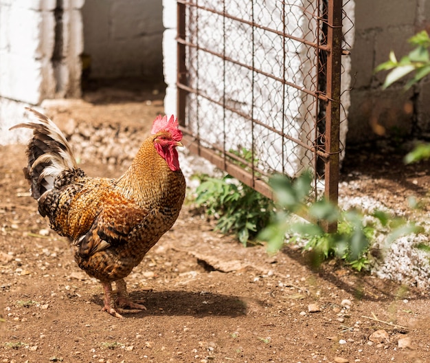 Hermoso gallo de pie