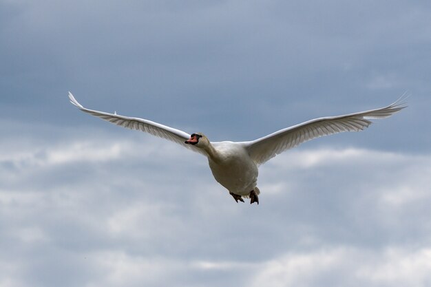 Hermoso ganso blanco con alas largas volando en el cielo