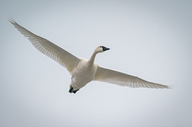 Hermoso ganso blanco volando