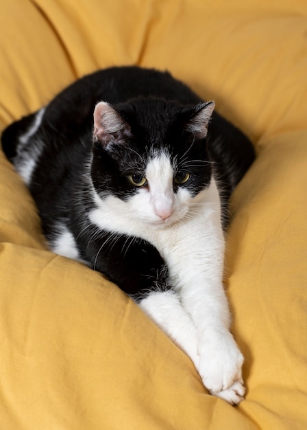 Hermoso gato acostado sobre la almohada