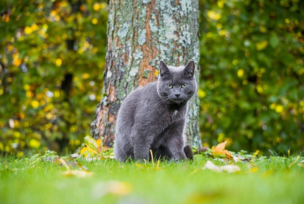 Hermoso gato azul ruso en el parque de otoño