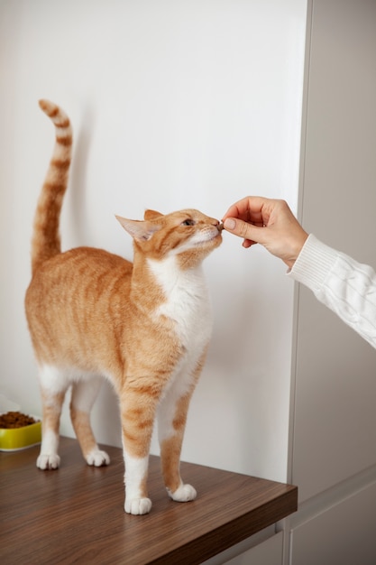 Hermoso gato en casa