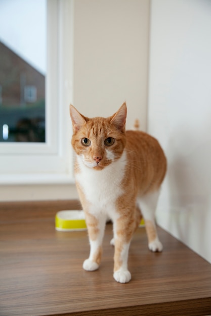 Foto gratuita hermoso gato en casa