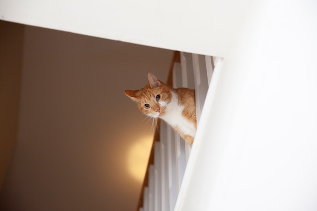 Foto gratuita hermoso gato en casa