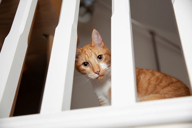 Foto gratuita hermoso gato en casa