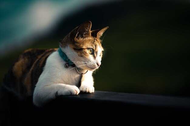 Hermoso gato doméstico acostado en una valla