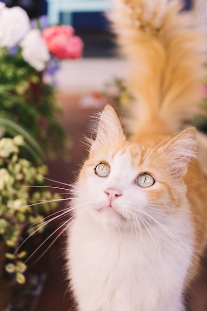 Hermoso gato en jardín