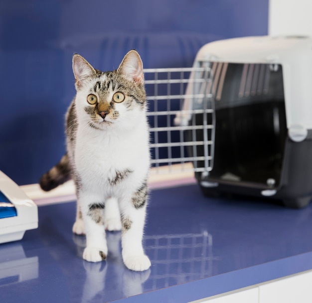 Hermoso gato con jaula en clínica veterinaria