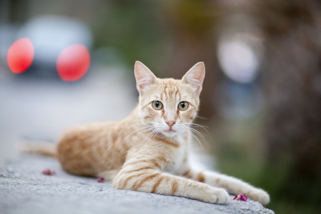 hermoso gato jengibre