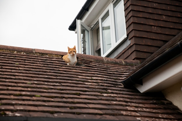 Hermoso gato en el piso de la casa