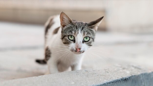 Hermoso gato sentado al aire libre sobre pavimento