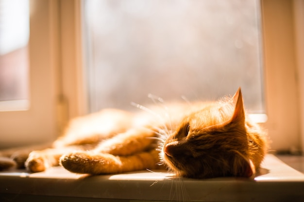 Hermoso gato tuerto dorado acostado cansado en el alféizar de la ventana