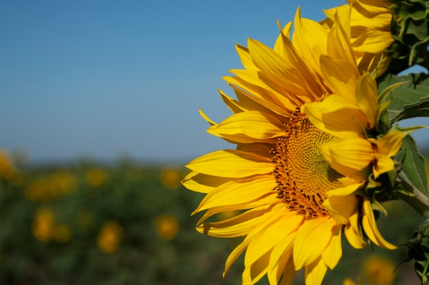 Hermoso girasol al aire libre bodegón