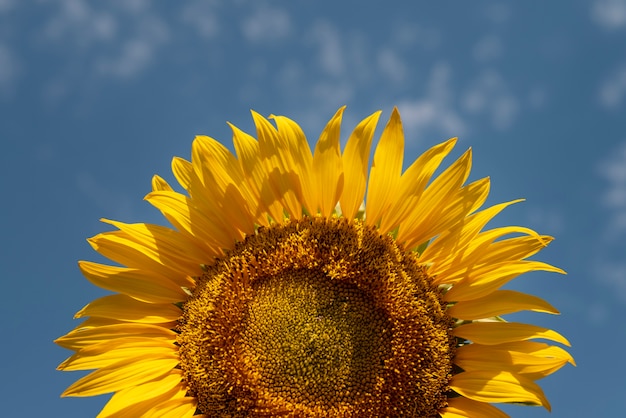 Hermoso girasol al aire libre bodegón