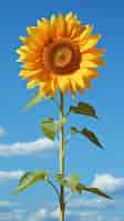 Foto gratuita hermoso girasol al aire libre