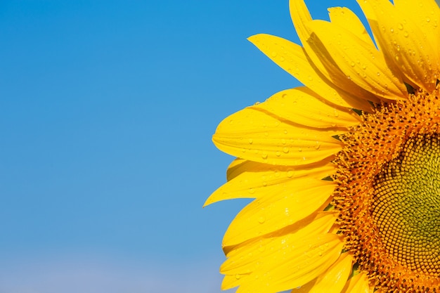 Hermoso girasol amarillo brillante en el cielo