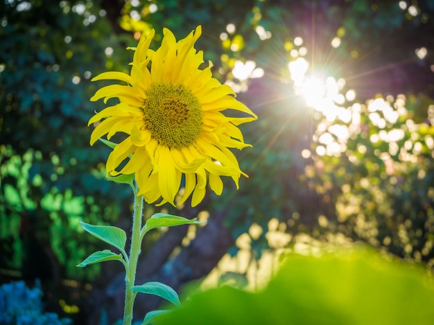 Hermoso girasol amarillo bajo el impresionante cielo brillante