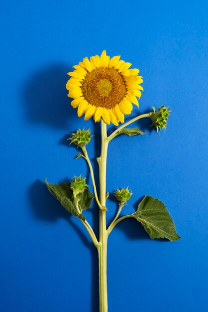 Hermoso girasol en bodegón de estudio