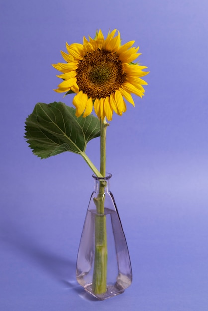 Foto gratuita hermoso girasol en bodegón de estudio