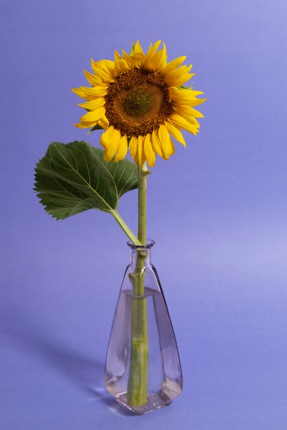 Hermoso girasol en bodegón de estudio