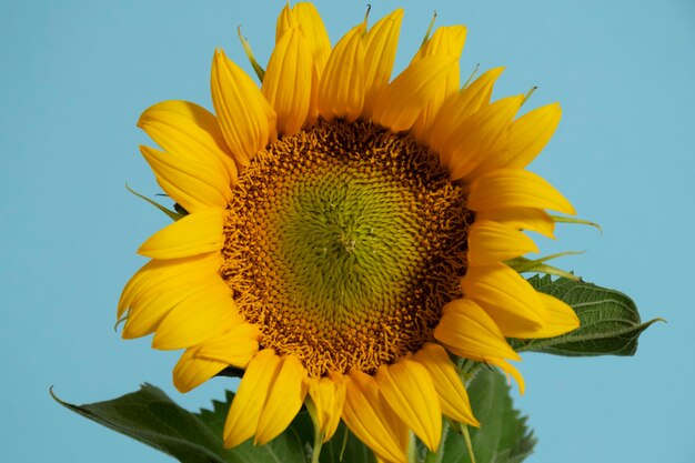 Hermoso girasol en bodegón de estudio