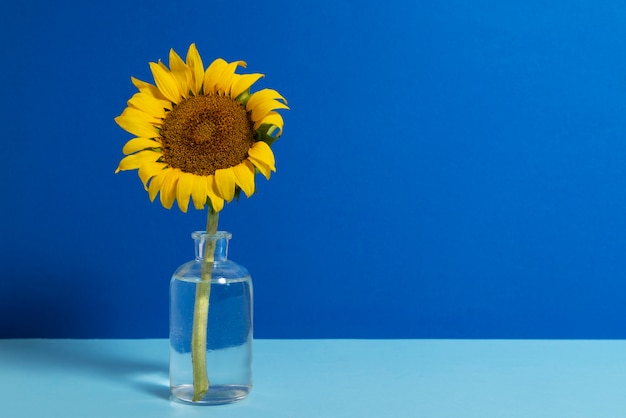 Hermoso girasol en bodegón de estudio