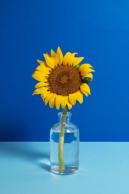 Foto gratuita hermoso girasol en bodegón de estudio