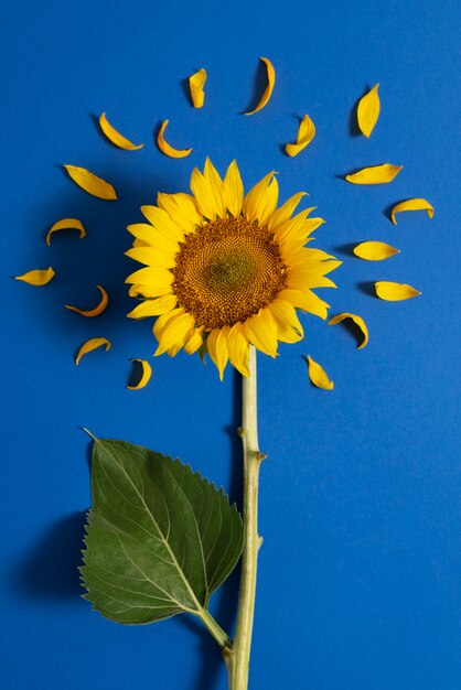 Hermoso girasol en bodegón de estudio