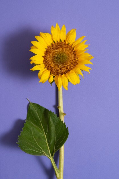 Hermoso girasol en bodegón de estudio