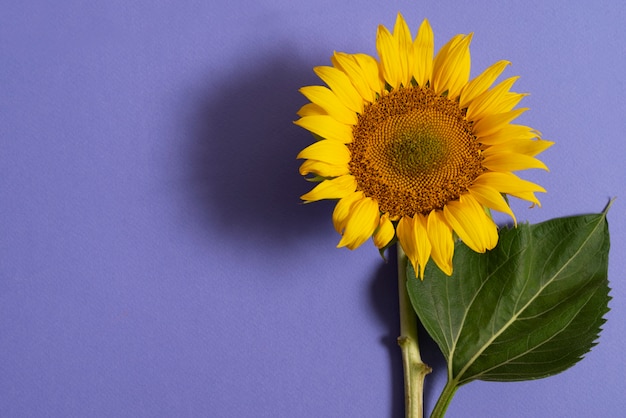 Hermoso girasol en bodegón de estudio